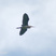 Black Bittern